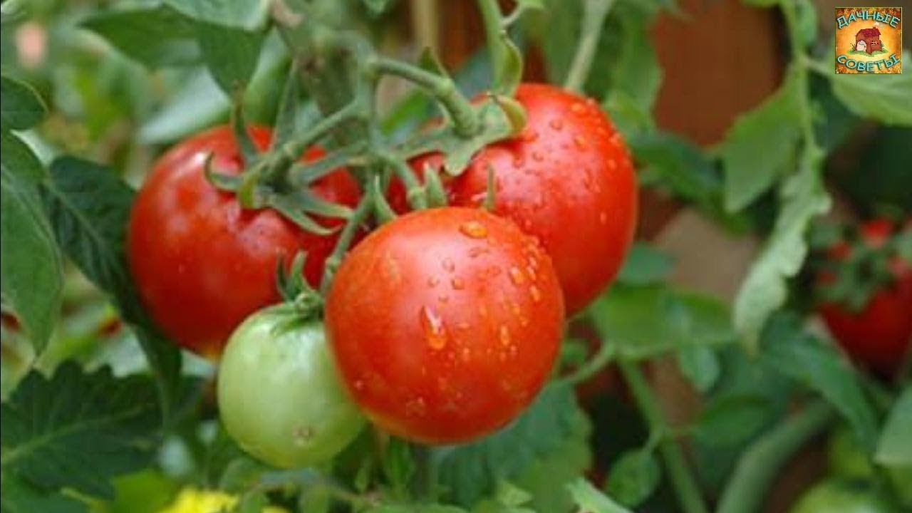 Как получить большой урожай помидор с одного куста без усилий Дачные хитрости и полезные советы