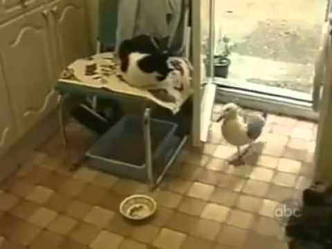 Чайка ворует корм у кошки