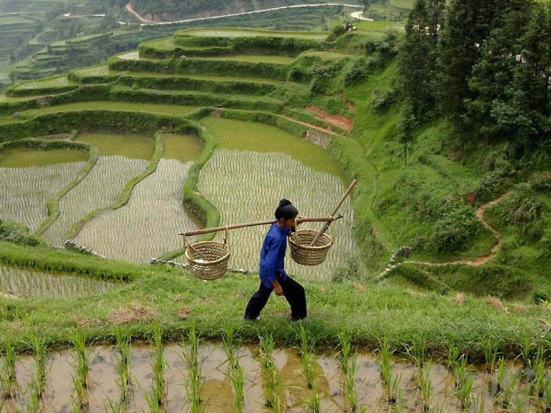 Китайцы веками используют сберегающие принципы экологии