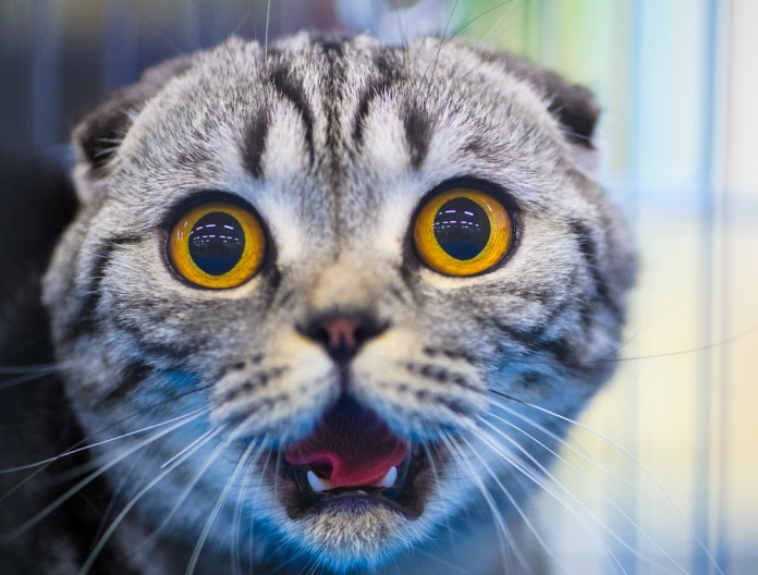Ученые выяснили, почему коты боятся огурцов
