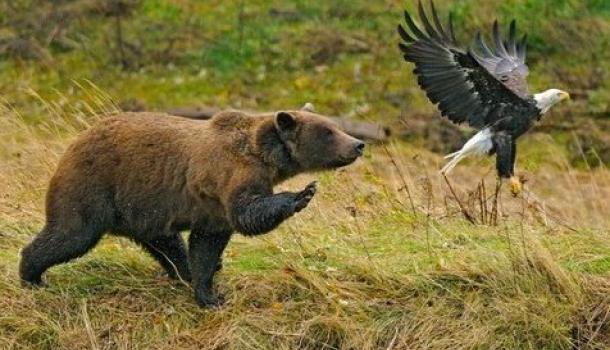 А ещё вас принудительно примут в пионеры: Британских фанатов предупредили об атаках голодных медведей во время ЧМ-2018 в России