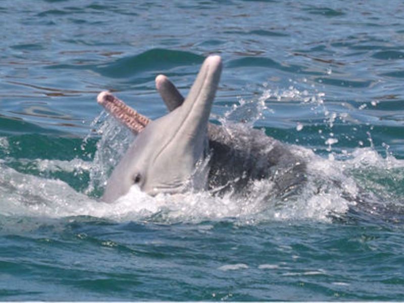 В период ухаживания дельфин преподносит самке подарки