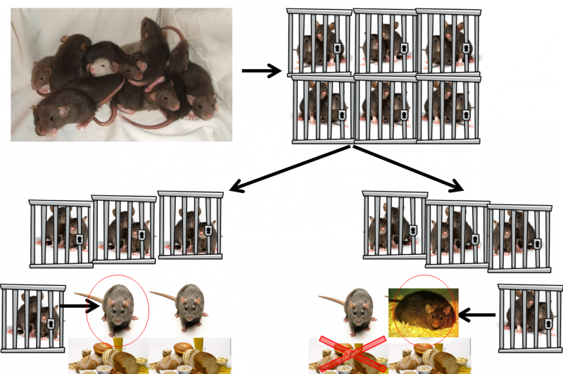 Эксперименты без правил: как доказать телепатию у крыс