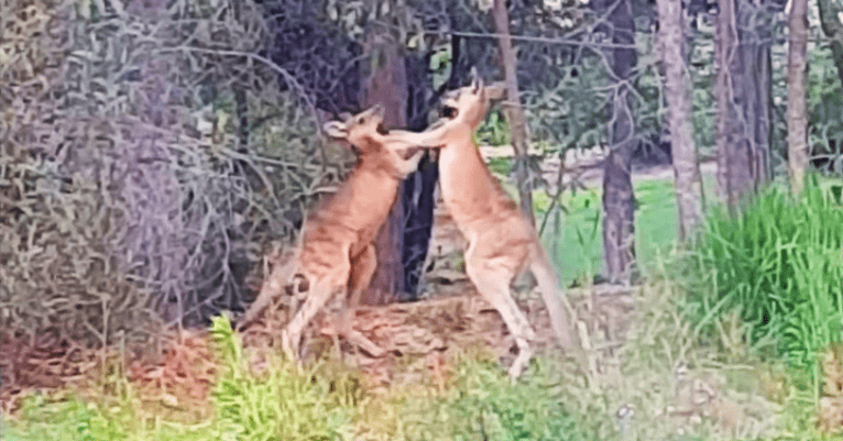 Мужчина разнял дерущихся кенгуру, крикнув, что позовёт их родителей. Реакцию бойцов надо видеть!