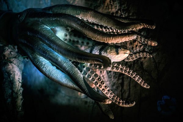 Гигантские осьминоги на дне океана поразили воображение американских ученых