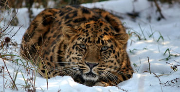 Люди испортили дальневосточному леопарду «новогоднее настроение»