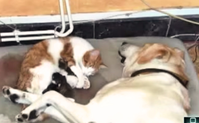 Собака помогала кошке во время родов