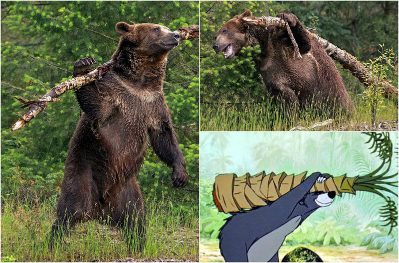 Как в мультфильме: медведь чешет спину стволом ддерева