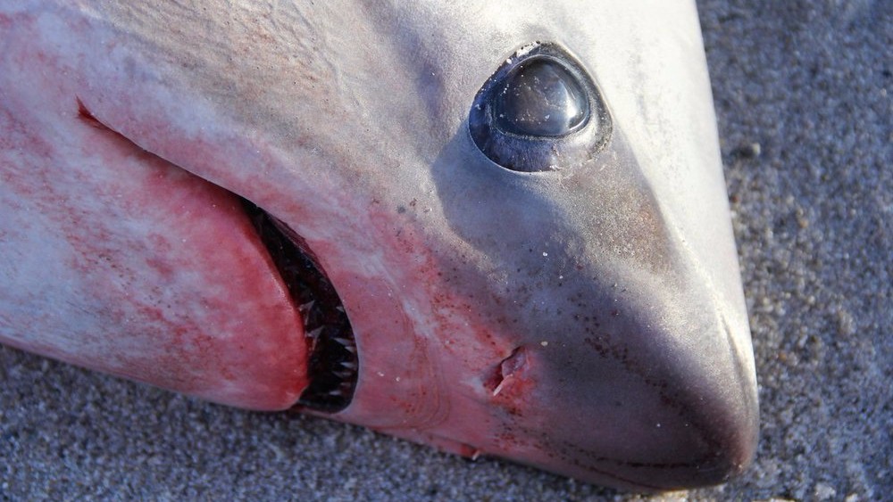 В США из-за аномальных морозов до смерти замерзают акулы
