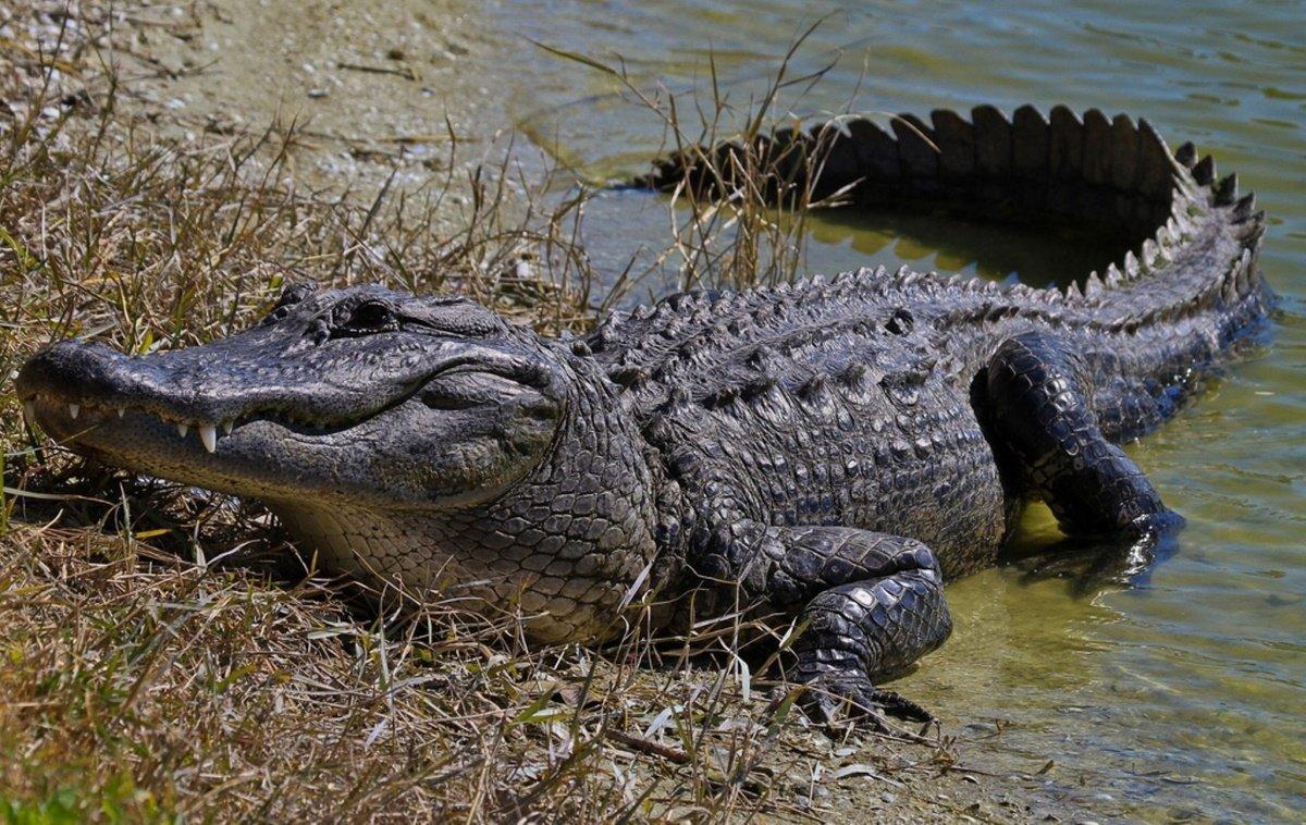 Перепуганные крокодилы дружно выпрыгнули из воды