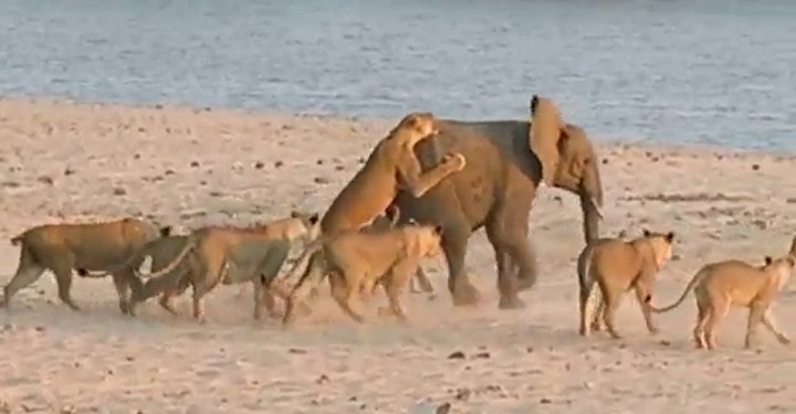 14 львиц напали на слоненка