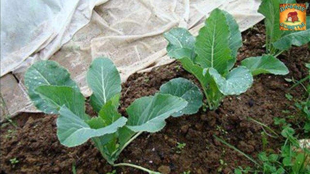 Как вырастить рассаду капусты крепкой Как и когда высаживать рассаду капусты Дачные советы