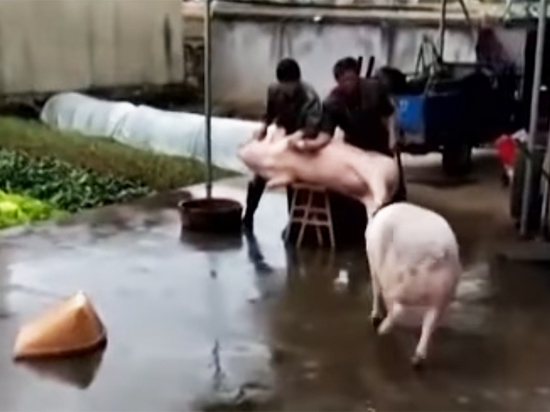 Видео спасения свиньи другой свиньей от ножа мясников