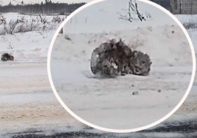 ВСЕ ПРОЕЗЖАЛИ МИМО ЗАМЕРЗАЮЩЕЙ КОШЕЧКИ, НО СЕРДЦЕ ЭТОГО МУЖЧИНЫ НЕ ПОЗВОЛИЛО ОСТАВИТЬ ЕЕ В БЕДЕ