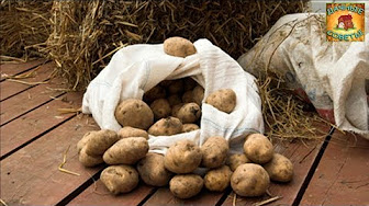 Хранение картофеля в домашних условиях Главные ошибки при хранении Дачные советы