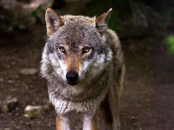 СМИ: На улице в Петербурге видели волка