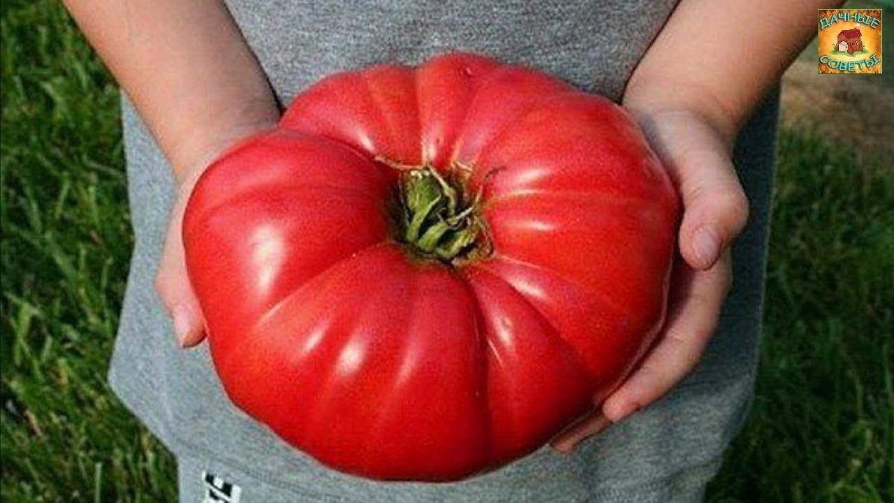 Томаты для ЛЕНИВЫХ Выращивание уникальных помидор для тех кто не хочет ни подвязывать ни пасынковать
