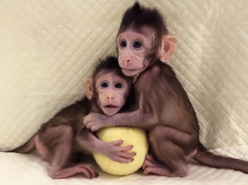 Китайские генетики клонировали обезьян.