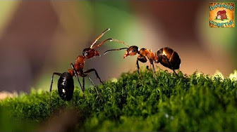 Как избавиться от муравьев простыми и доступными способами Дачные советы