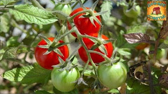 Почему скручиваются листья томатов Правильный уход за помидорами Дачные советы