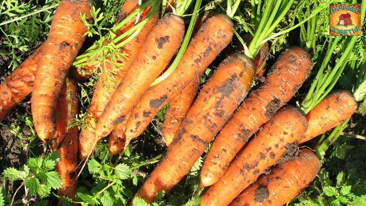 Как правильно сеять и выращивать морковь, чтобы она была крупной Дачные хитрости и полезные советы
