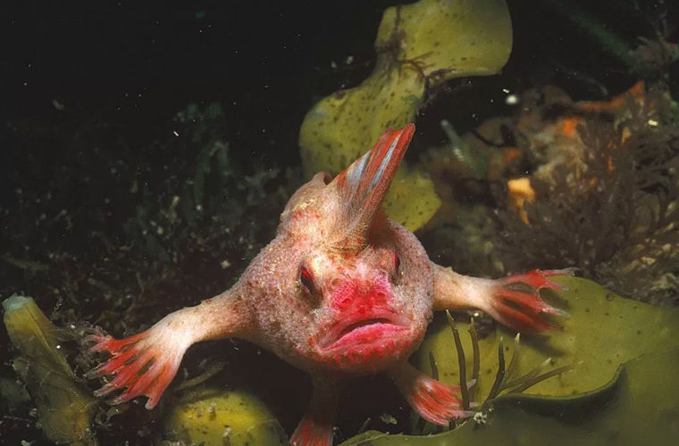 В Тасмании нашли популяцию красных рыбок с «пальцами»