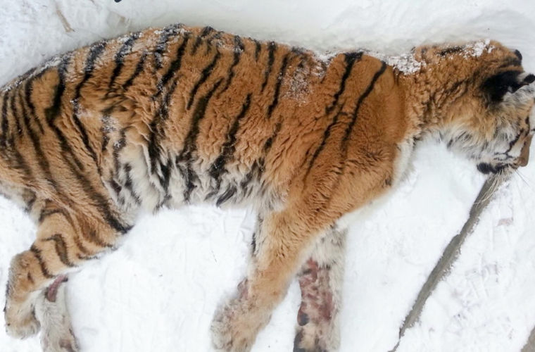 Голодная и раненая тигрица пришла к людям просить о помощи