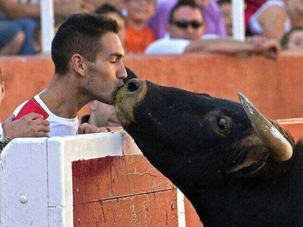 Поцелуй Иуды: бык поцеловал продавшего его на корриду хозяина!