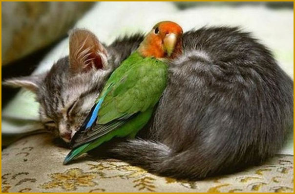 Кошка попугай и ребёнок