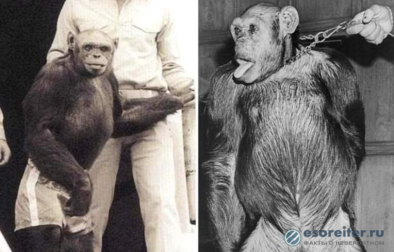 Американцы еще век назад скрестили человека и шимпанзе