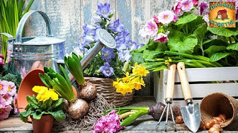Комнатные растения - целители: Полезные цветы для дома Дачные советы