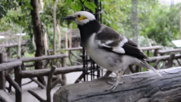 Говорящая птица Тайланд