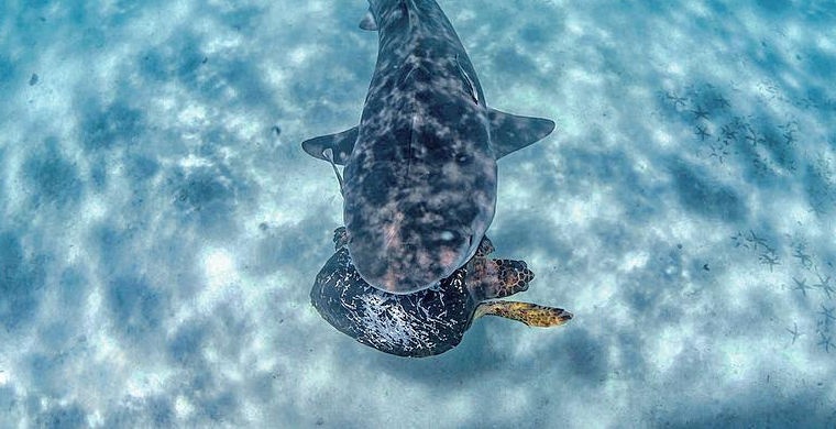 Схватка морской черепахи с акулой попала на видео