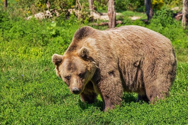 В США медведь «угнал» внедорожник и попал на нем в аварию