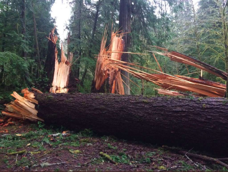 В штате Вашингтон загадочная сила повалила свыше ста крепких деревьев в парке