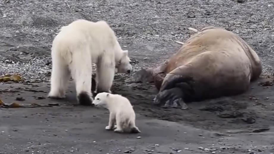 Истощенная белая медведица не смогла справиться с «ожившим» моржом. Видео