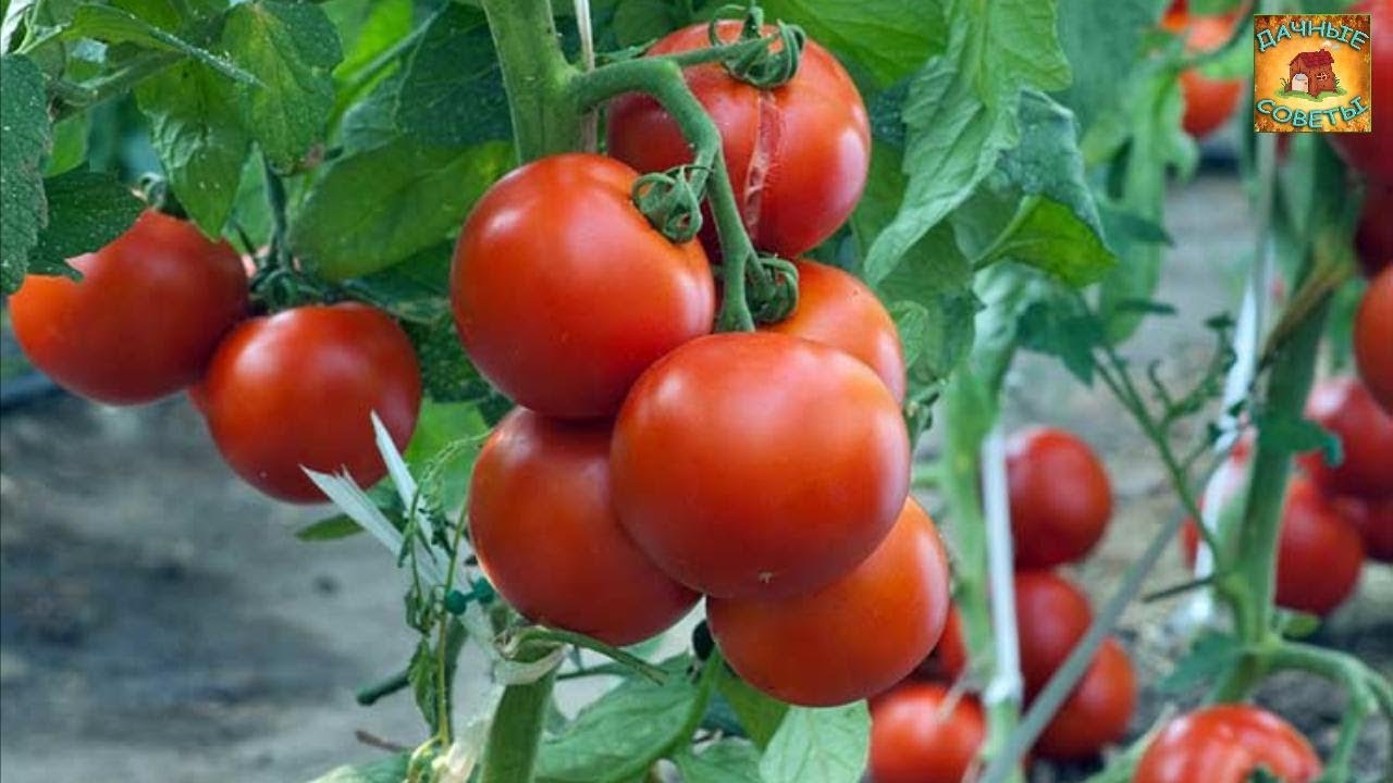 Народные средства для подкормки помидоров Самый лучший рецепт Настоящая находка для дачника