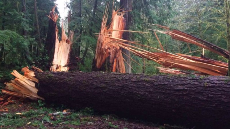 В Вашингтоне загадочная сила повалила свыше ста деревьев