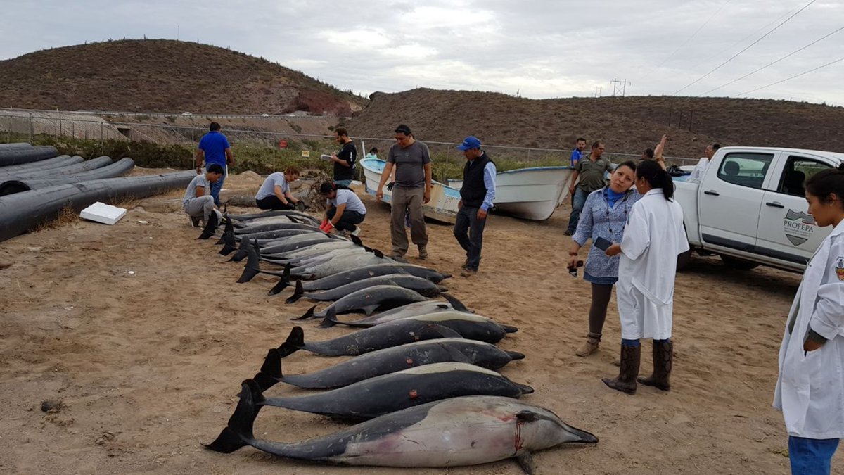 На западное побережье Мексики выбросились дельфины