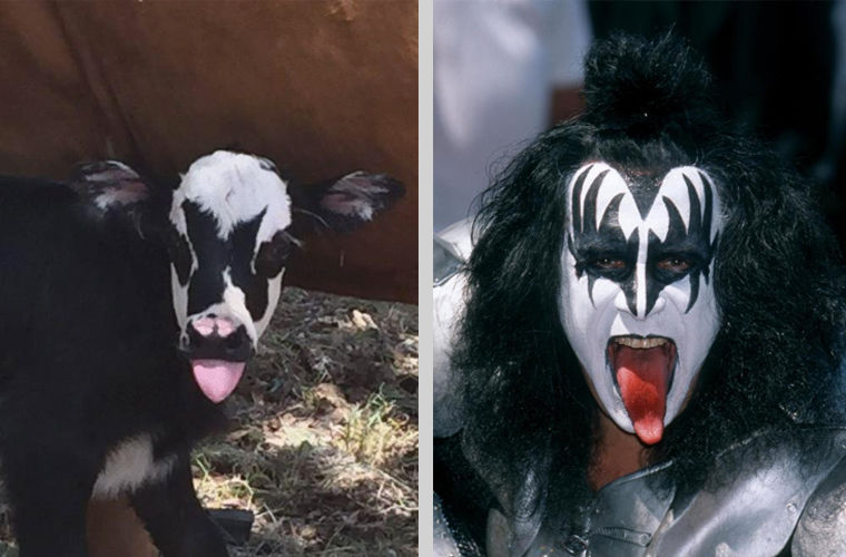 В Техасе родился теленок — двойник рок-звезды из группы Kiss