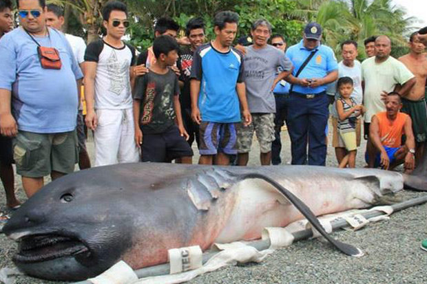 На пляж Филиппин выкинуло редкую глубинную акулу