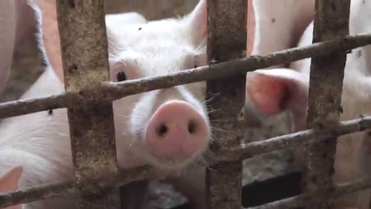 ИИ-система Alibaba поможет фермерам следить за свиньями
