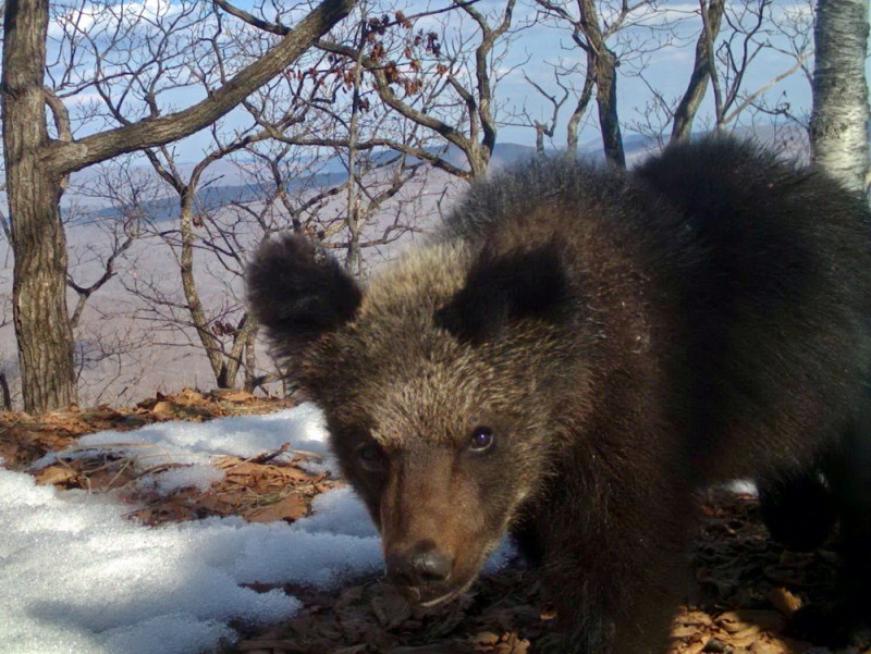 Об уникальной медвежьей семье сообщили из Приморья