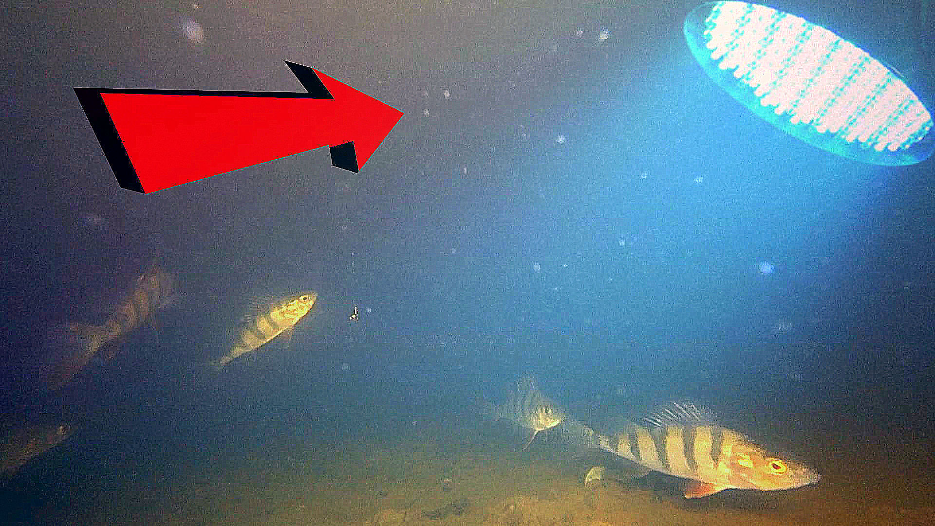 Реакция рыбы на искусственный свет! Подводная съемка