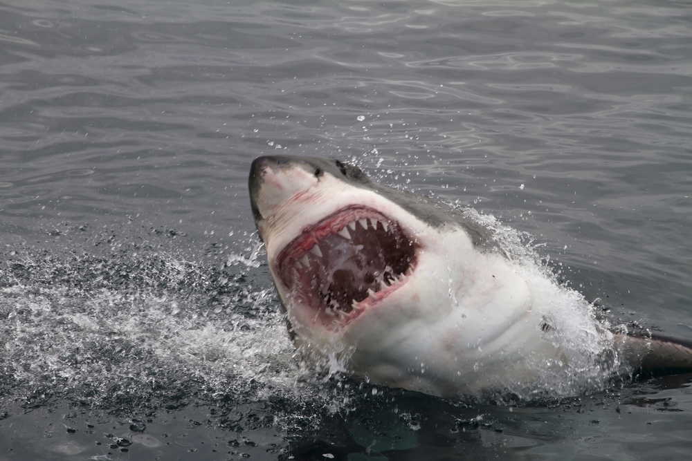 Египетские курорты вновь заинтересовали акул