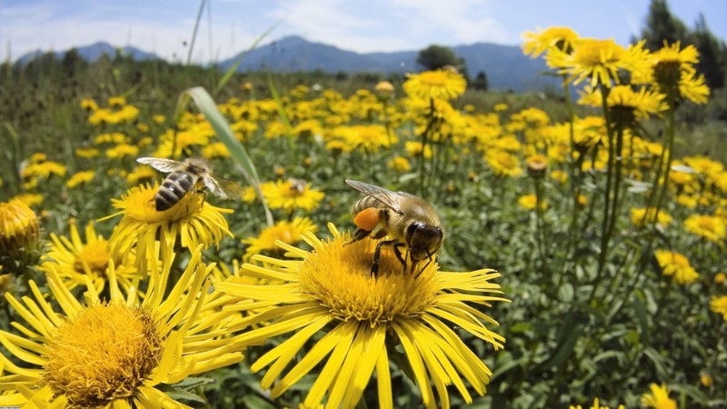Первые признаки наступающего Апокалипсиса: вымирание медоносных пчел