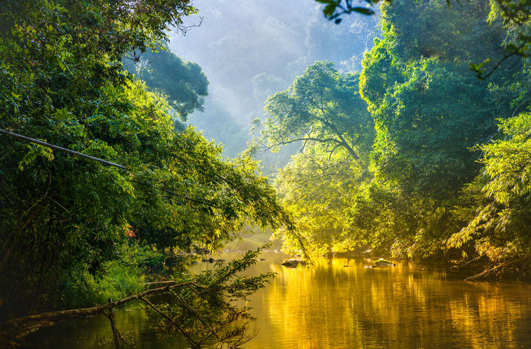 Леса Амазонки оказались способны сами создавать дождь