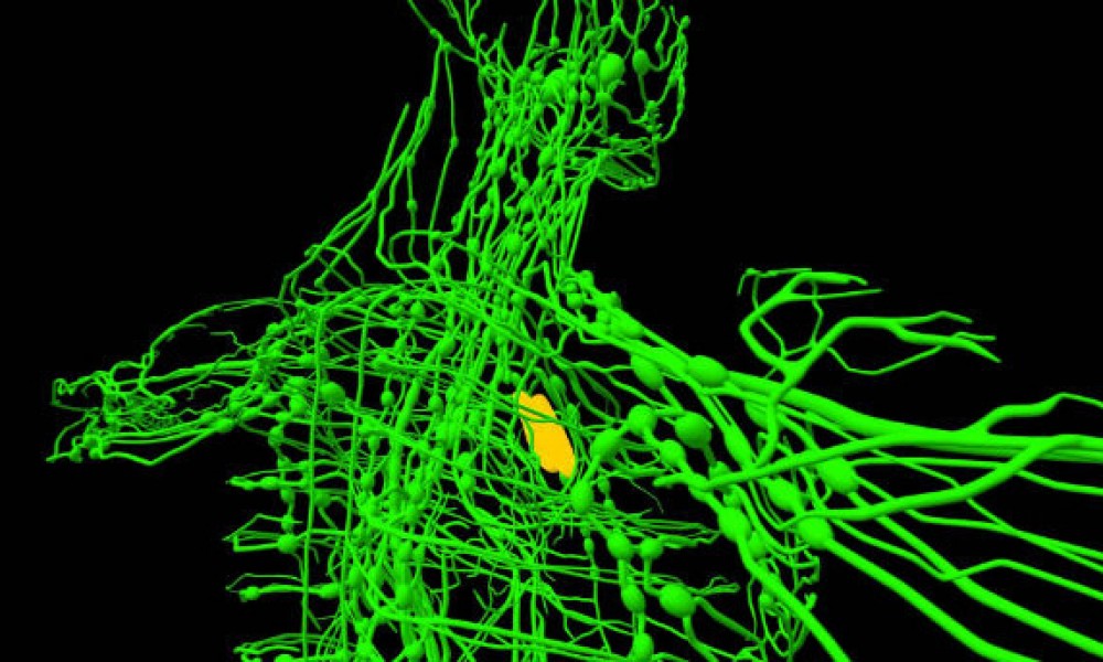 Лимфатическая система, о чем не знают 90% врачей 2