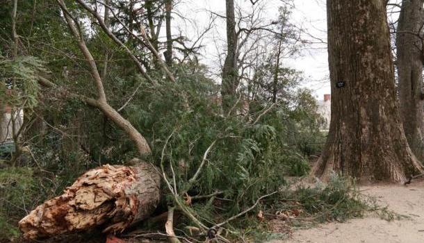 В США буря сломала посаженное Джорджем Вашингтоном дерево