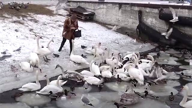 В Калининградской области спасают стаю замерзающих лебедей